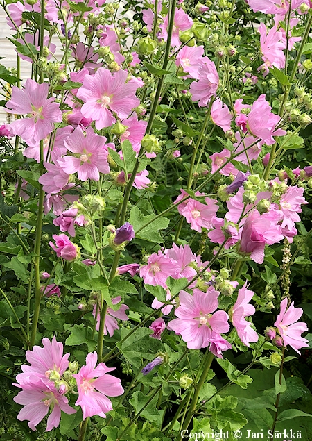  Lavatera (Malva) thuringiaca 